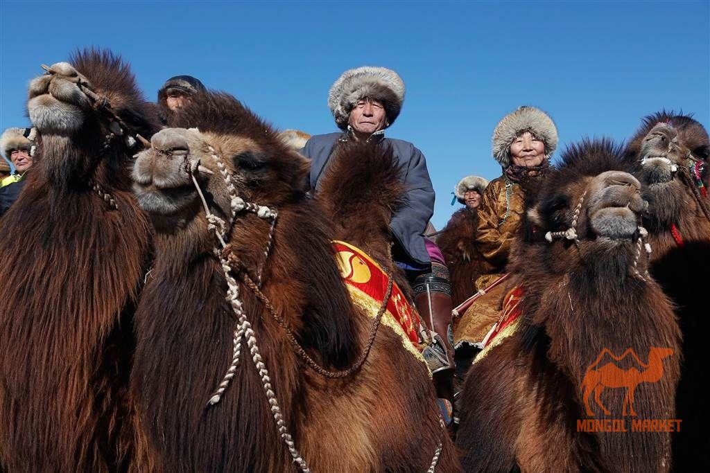 Фестиваль верблюдов